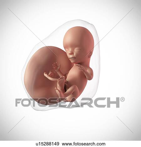 Human fetus age 15 weeks View Large Photo Image Stock Photo - Human fetus age 15 weeks. Fotosearch