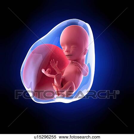 Human fetus age 15 weeks View Large Photo Image Stock Photography - Human fetus age 15 weeks. Fotosearch
