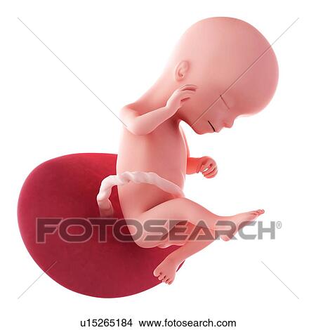 Human fetus age 16 weeks View Large Photo Image Picture - Human fetus age 16 weeks. Fotosearch