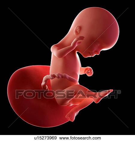 Stock Photo - Human fetus age 16 weeks. Fotosearch