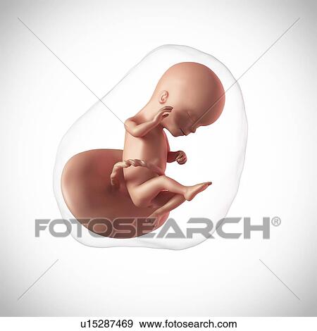 Stock Photo - Human fetus age 16 weeks. Fotosearch