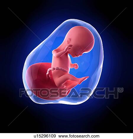 Human fetus age 16 weeks View Large Photo Image Stock Photo - Human fetus age 16 weeks. Fotosearch