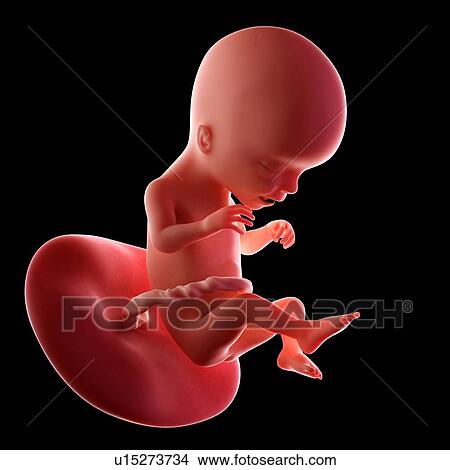 Picture - Human fetus age 17 weeks. Fotosearch