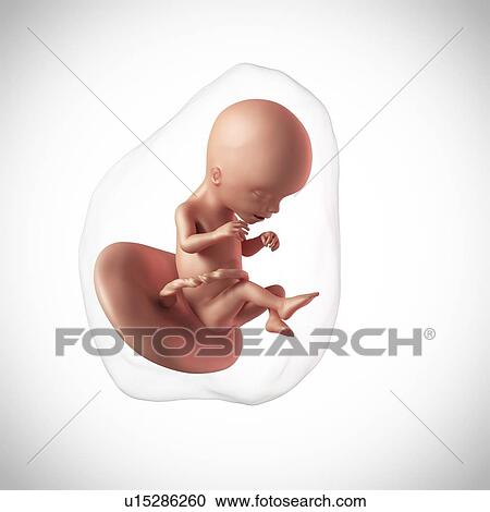 Stock Image - Human fetus age 17 weeks. Fotosearch