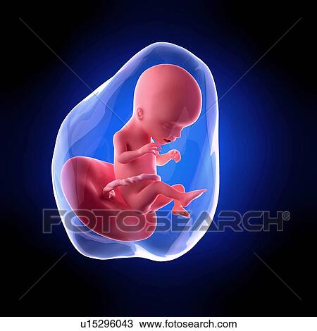 Stock Image - Human fetus age 17 weeks. Fotosearch