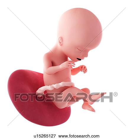 Human fetus age 17 weeks View Large Photo Image Stock Photo - Human fetus age 17 weeks. Fotosearch