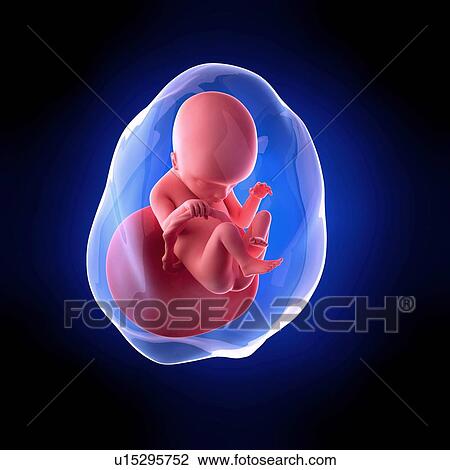 Stock Image - Human fetus age 18 weeks. Fotosearch
