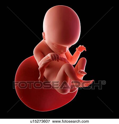 Stock Photo - Human fetus age 18 weeks. Fotosearch