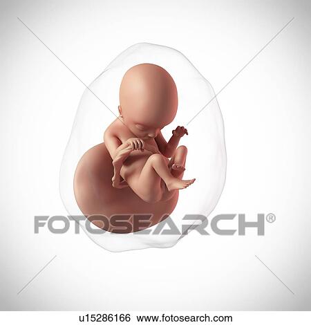 Human fetus age 18 weeks View Large Photo Image Stock Photograph - Human fetus age 18 weeks. Fotosearch