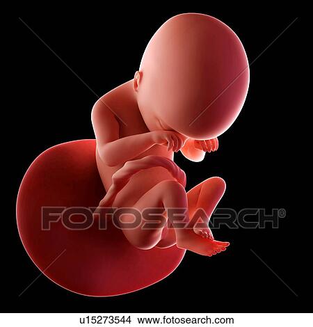Picture - Human fetus age 19 weeks. Fotosearch