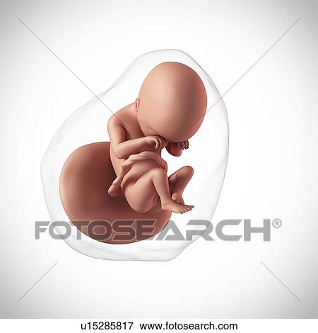 Human fetus age 19 weeks View Large Photo Image Stock Photo - Human fetus age 19 weeks. Fotosearch