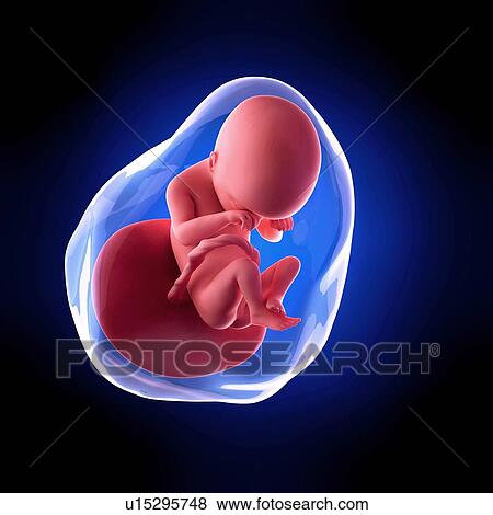 Stock Photo - Human fetus age 19 weeks. Fotosearch