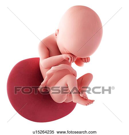 Stock Photography - Human fetus age 19 weeks. Fotosearch