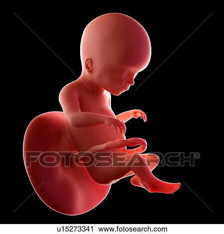 Human fetus age 20 weeks View Large Photo Image Stock Image - Human fetus age 20 weeks. Fotosearch
