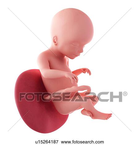 Stock Photo - Human fetus age 20 weeks. Fotosearch