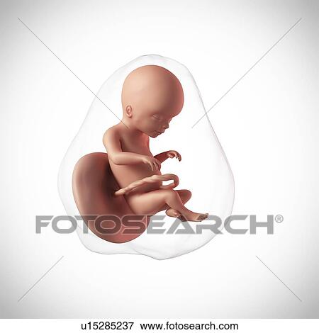 Stock Photo - Human fetus age 20 weeks. Fotosearch