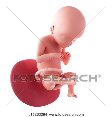 Picture - Human fetus age 21 weeks. Fotosearch
