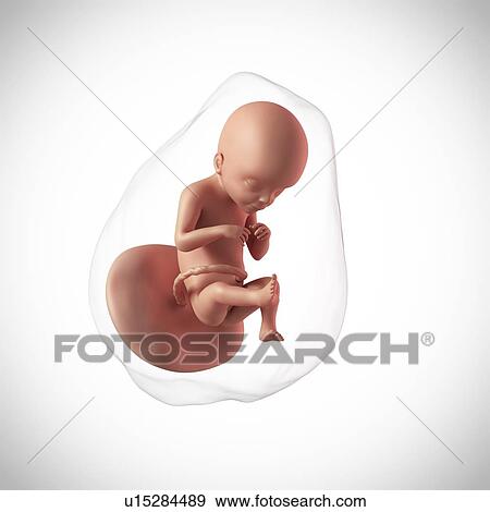 Stock Photo - Human fetus age 21 weeks. Fotosearch