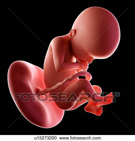 Human fetus age 22 weeks View Large Photo Image Stock Image - Human fetus age 22 weeks. Fotosearch