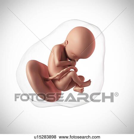 Human fetus age 22 weeks View Large Photo Image Stock Photo - Human fetus age 22 weeks. Fotosearch