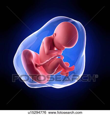 Human fetus age 22 weeks View Large Photo Image Stock Photograph - Human fetus age 22 weeks. Fotosearch