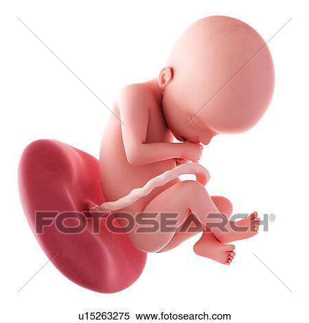 Human fetus age 22 weeks View Large Photo Image Stock Photography - Human fetus age 22 weeks. Fotosearch