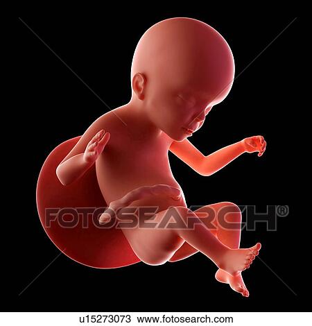 Human fetus age 23 weeks View Large Photo Image Stock Image - Human fetus age 23 weeks. Fotosearch