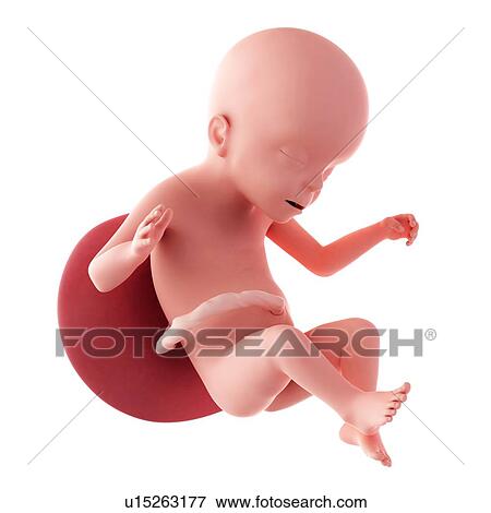 Human fetus age 23 weeks View Large Photo Image Stock Photo - Human fetus age 23 weeks. Fotosearch
