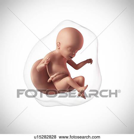 Human fetus age 23 weeks View Large Photo Image Stock Photo - Human fetus age 23 weeks. Fotosearch