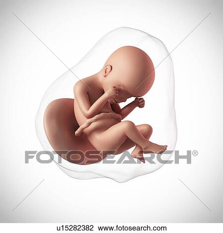 Human fetus age 24 weeks View Large Photo Image Stock Image - Human fetus age 24 weeks. Fotosearch