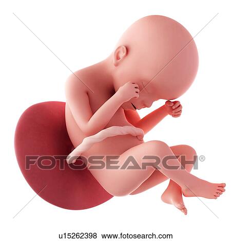 Human fetus age 24 weeks View Large Photo Image Stock Photo - Human fetus age 24 weeks. Fotosearch