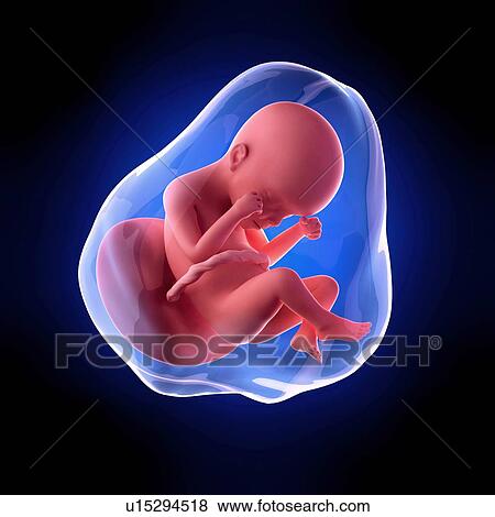 Human fetus age 24 weeks View Large Photo Image Stock Photo - Human fetus age 24 weeks. Fotosearch