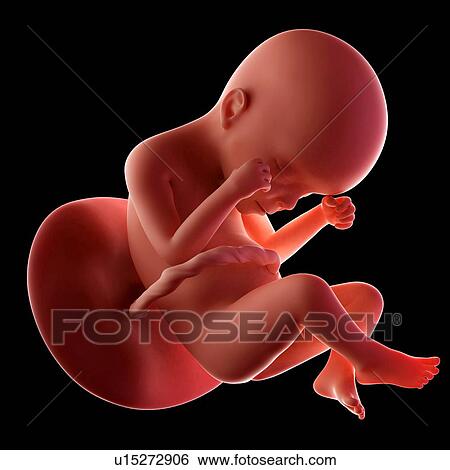 Human fetus age 24 weeks View Large Photo Image Stock Photograph - Human fetus age 24 weeks. Fotosearch