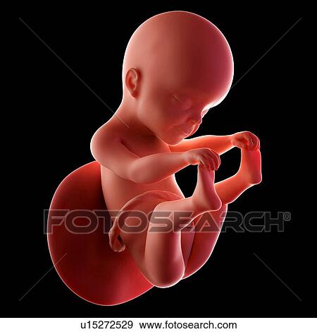 Stock Photo - Human fetus age 25 weeks. Fotosearch