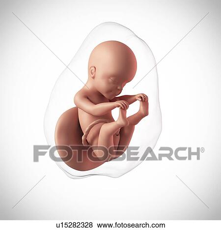 Stock Photo - Human fetus age 25 weeks. Fotosearch