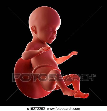 Human fetus age 26 weeks View Large Photo Image Stock Image - Human fetus age 26 weeks. Fotosearch