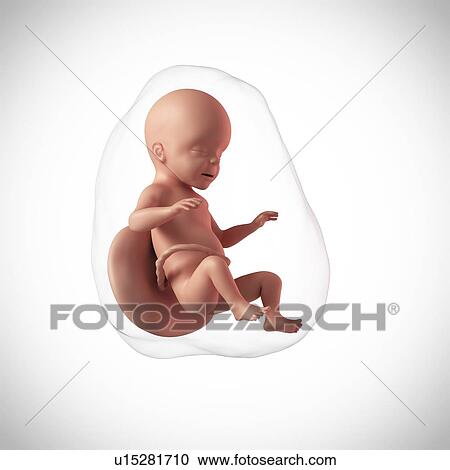 Human fetus age 26 weeks View Large Photo Image Stock Image - Human fetus age 26 weeks. Fotosearch