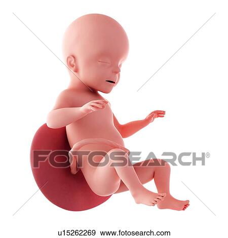 Stock Photo - Human fetus age 26 weeks. Fotosearch