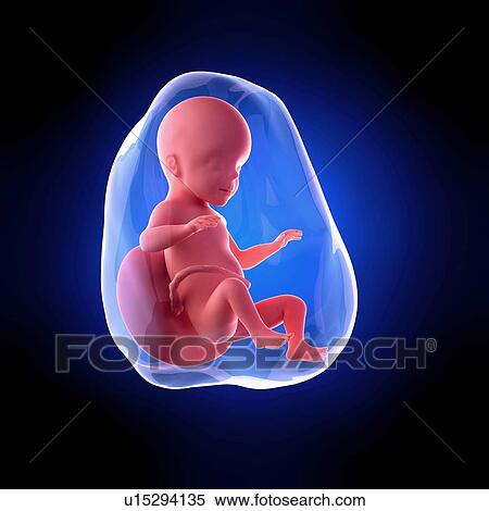Human fetus age 26 weeks View Large Photo Image Stock Photography - Human fetus age 26 weeks. Fotosearch