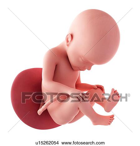 Human fetus age 27 weeks View Large Photo Image Picture - Human fetus age 27 weeks. Fotosearch