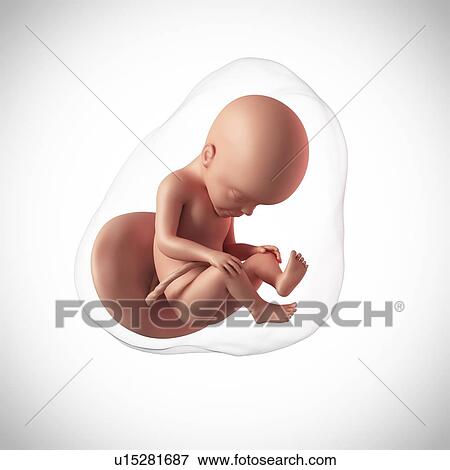 Stock Photo - Human fetus age 27 weeks. Fotosearch