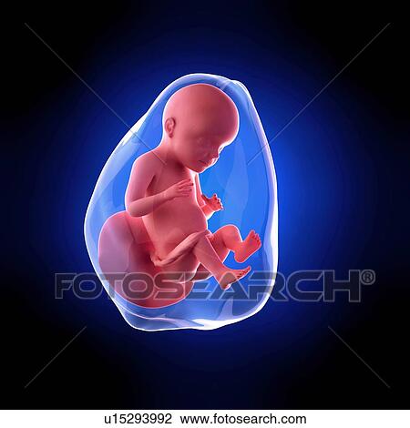 Stock Image - Human fetus age 28 weeks. Fotosearch