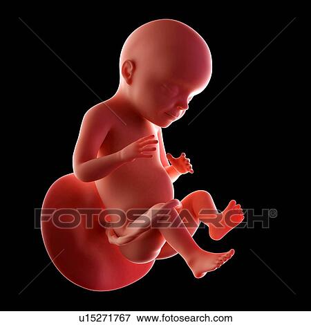 Stock Photo - Human fetus age 28 weeks. Fotosearch