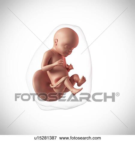 Human fetus age 28 weeks View Large Photo Image Stock Photo - Human fetus age 28 weeks. Fotosearch