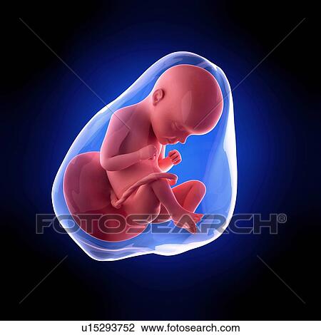 Stock Image - Human fetus age 29 weeks. Fotosearch