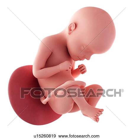 Stock Photo - Human fetus age 29 weeks. Fotosearch