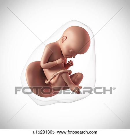 Human fetus age 29 weeks View Large Photo Image Stock Photography - Human fetus age 29 weeks. Fotosearch