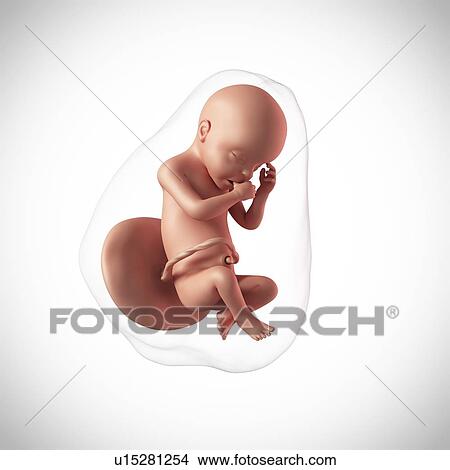 Human fetus age 30 weeks View Large Photo Image Picture - Human fetus age 30 weeks. Fotosearch