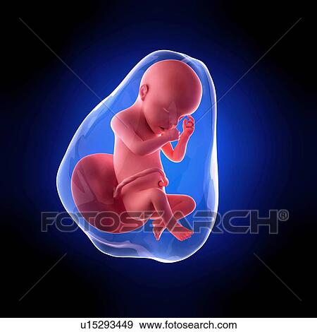 Human fetus age 30 weeks View Large Photo Image Stock Photo - Human fetus age 30 weeks. Fotosearch
