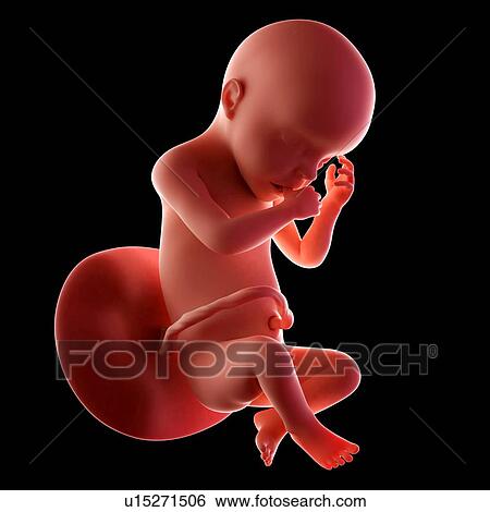 Human fetus age 30 weeks View Large Photo Image Stock Photograph - Human fetus age 30 weeks. Fotosearch